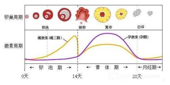 揭秘女性生理周期，为何半个月后再次迎来月经？