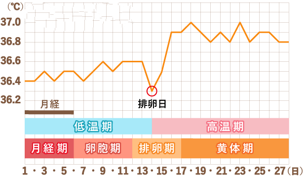 一个月排卵两次的特征，揭秘女性生理周期的奥秘