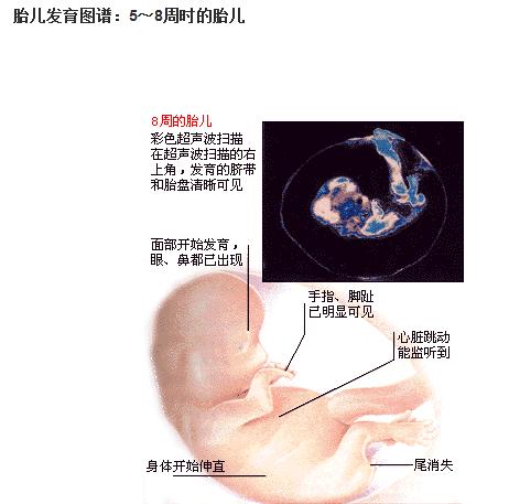 孕三个月B超图，揭秘孕期奥秘的窗口